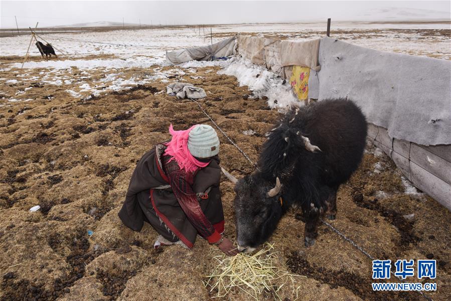  我的草场分你一半，携手共渡雪灾难关