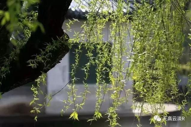    #天高云淡# 春思(外一首)