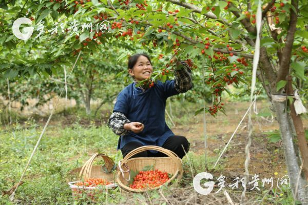 又到一年樱桃成熟时，邀您来镇宁寻觅初恋