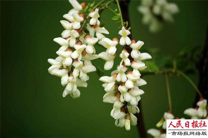 【七律】 咏槐花(新韵)文/董建新