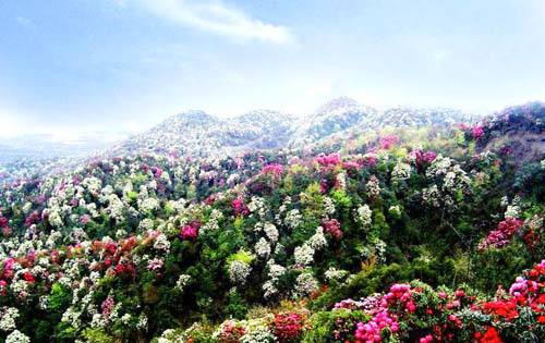 发展乡村旅游 助力脱贫攻坚——广西金秀：2019年杜鹃花旅游文化节将于5月10日启动