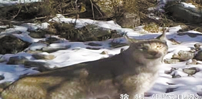 科技护航赛罕乌拉自然保护区 让近三千种野生动植物“安居乐业”
