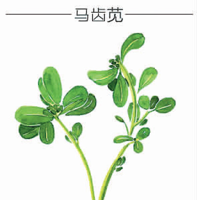 天然抗生素——马齿苋