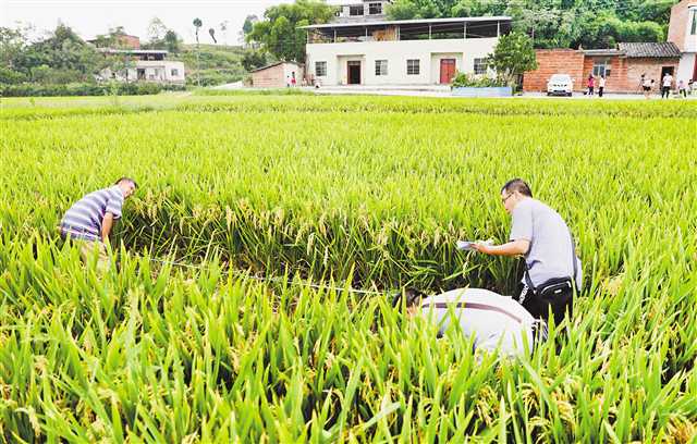 袁隆平“超优1000”水稻在大足试种成功 平均亩产达903.9公斤