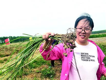 油料大省再“加油” 油莎豆在湖北实现全程机械化