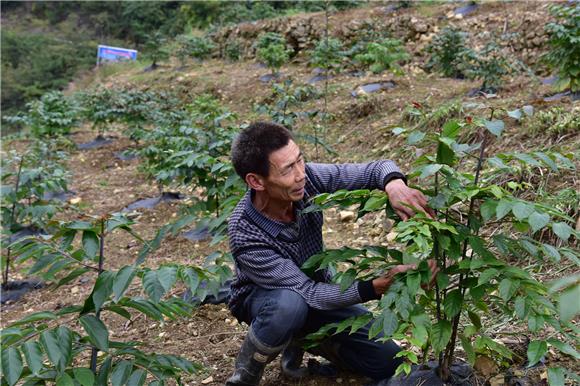 云阳：开垦荒地种钩藤 “勾”出脱贫致富新路子