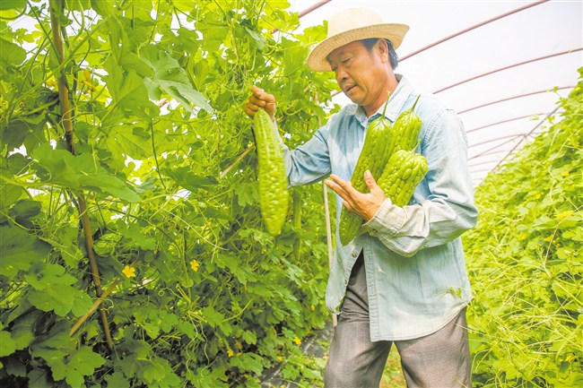 “科技芯片”促澄海蔬菜产业提质增效