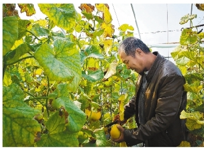 辽阳：“网红甜瓜”鼓了下麦窝村农民腰包