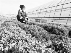 北京市新添25种耐寒蔬菜