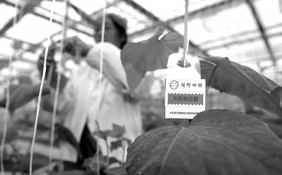 有机食品更安全更健康吗