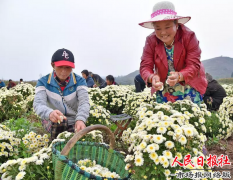 宜阳县：“扶贫菊花”促增收