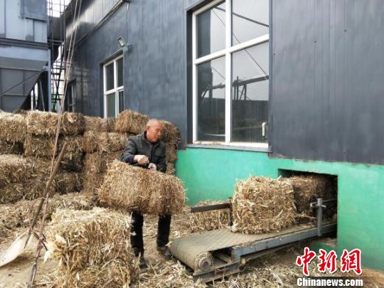 在生物质能供热站,工人依次将已经回收捆绑好的秸秆放入自动传输带,随着传输带的运转,秸秆被填入环保供暖炉内。 李庭耀 摄