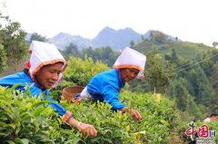 写好“茶”文章 喜迎丰收节——广西金秀举行首届“中国农民丰收节”庆祝活动