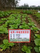 广西金秀：有了“微菜园” 安家更幸福