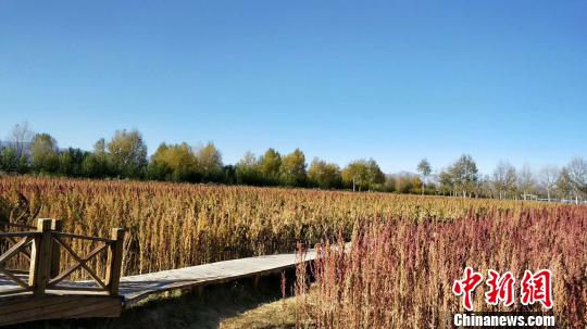 图为海西州乌兰县藜麦种植基地。 钟欣 摄