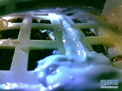嫦娥四号生物科普试验载荷中的棉花种子发芽