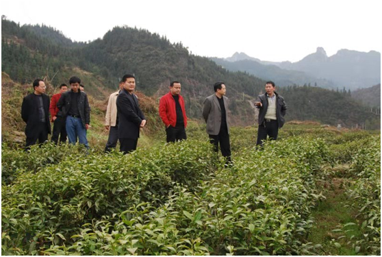  苗家山寨种茶人——刘云庄