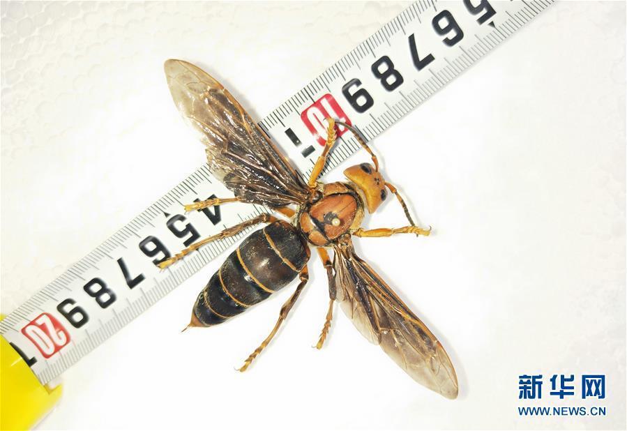 昆虫专家在云南发现体长超过6厘米的超级大黄蜂