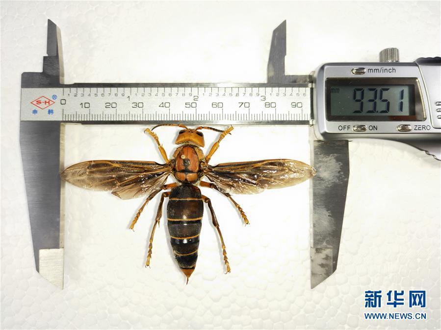 昆虫专家在云南发现体长超过6厘米的超级大黄蜂