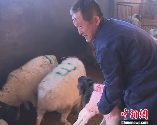 新疆吉木萨尔县养羊“土专家”架起群众致富桥(图)