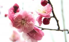    开封龙亭梅花已开，听我娓娓道来