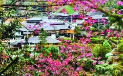   因地制宜 开展农村人居环境整治