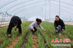 陕西宝鸡金台区蟠龙镇设施农业铺就脱贫路