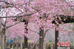 2019上海樱花节落幕 共接待游客165.5万人次
