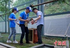 四川沐川20对朱鹮落户安家 有18只被市民认养