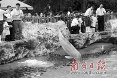  关爱中华白海豚，维护生物多样性