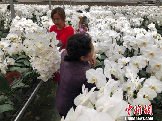 在位于淮安的皇达蝴蝶兰栽培有限公司，工人们正在忙碌地剪切兰花花枝。　朱晓颖 摄