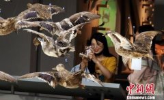 上海市民夜游自然博物馆 开启“寻鸟季”