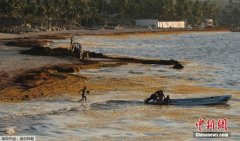 蔓生海藻扼杀挪威养殖鲑鱼 800万条鲑鱼因窒息死亡