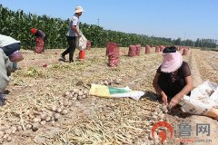    菏泽大蒜迎来收获期 雇人太贵蒜农全家齐上阵