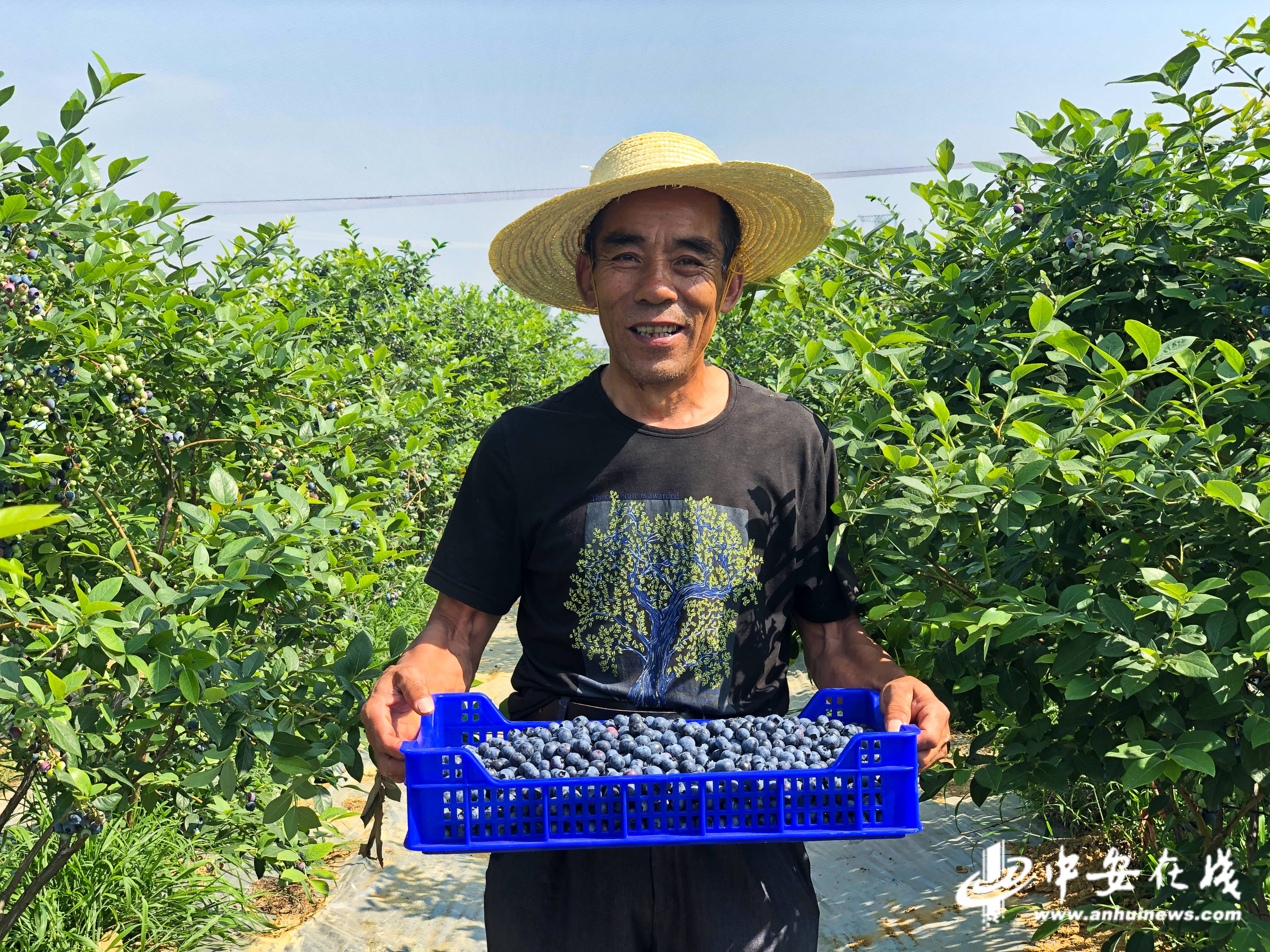   怀宁蓝莓熟了 8600亩蓝莓基地迎采摘热潮