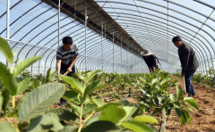   山东泰安：水泉峪有了脱贫新希望