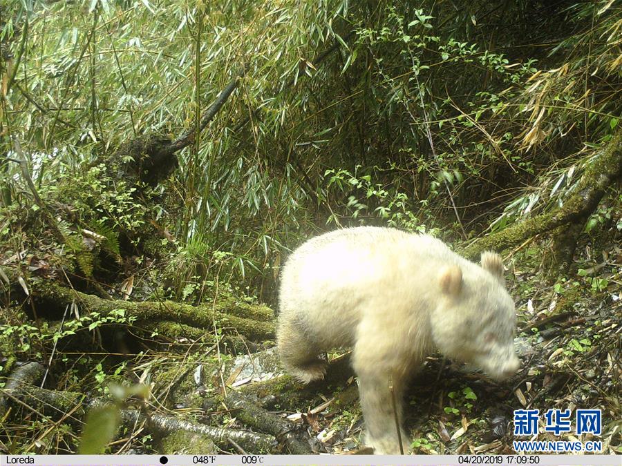 (图文互动)四川卧龙拍摄到首张白色大熊猫照片