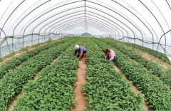 河南洛阳：新时代 新征程 乡村振兴展开新局面