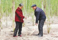 他花35年在戈壁种了80万棵树 立志这辈子要种100万棵
