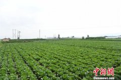 甘肃榆中建专供基地 助蔬菜走进粤港澳大湾区民众餐桌