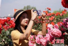 山东莱州举办月季花节 以花为媒吸引客商