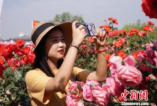 山东莱州举办月季花节以花为媒吸引客商(图)