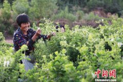 河北内丘发展特色种植 金银花里淌出“金银”