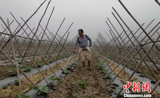 一农户正在田间给瓜苗施肥。 刘忠俊 摄