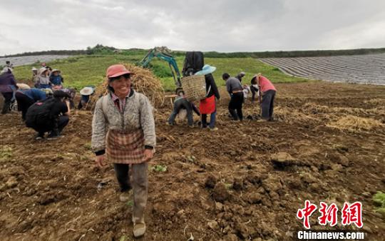 四川峨眉山市实施“订单+合作社”打造高山蔬菜基地