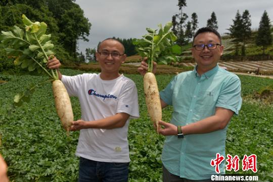 刚地里拔出的高山萝卜。 刘忠俊 摄