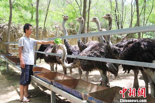 甘肃黄土塬小伙林下养鸵鸟带领村民致富