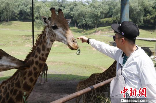 图为游客体验给长颈鹿喂粽子。 王成杰 摄