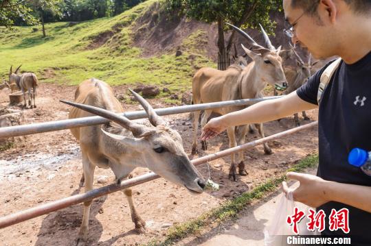 图为游客体验给大羚羊喂粽子。 王成杰 摄