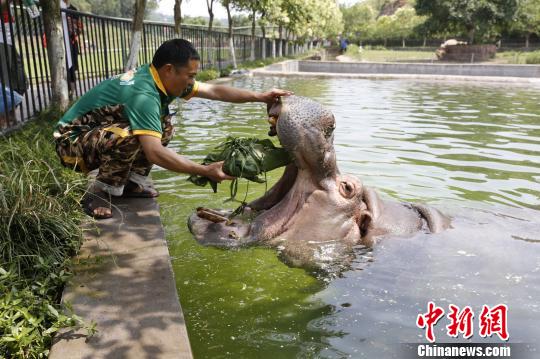 图为饲养员给河马喂粽子。 王成杰 摄